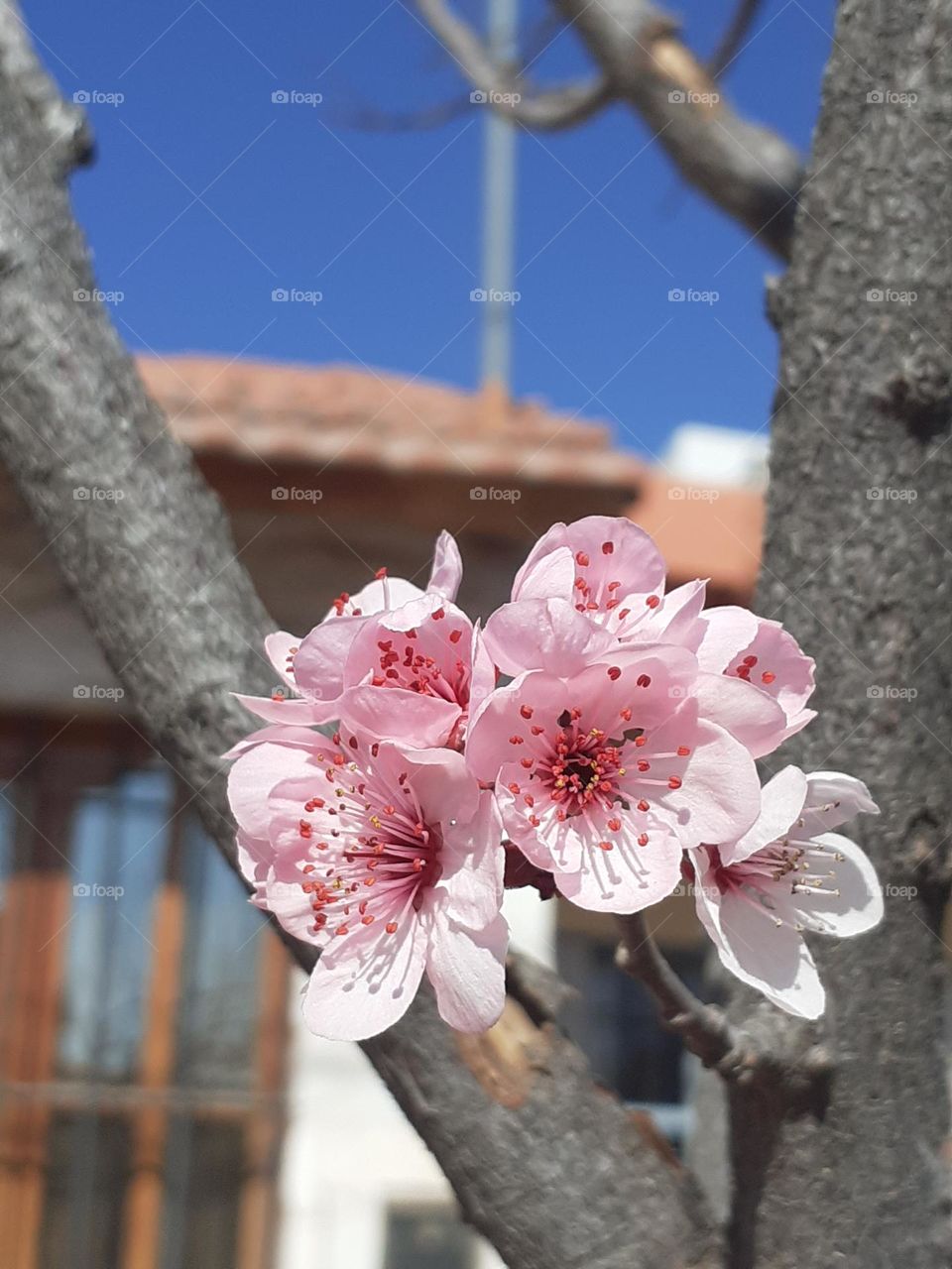 flores de cerezo