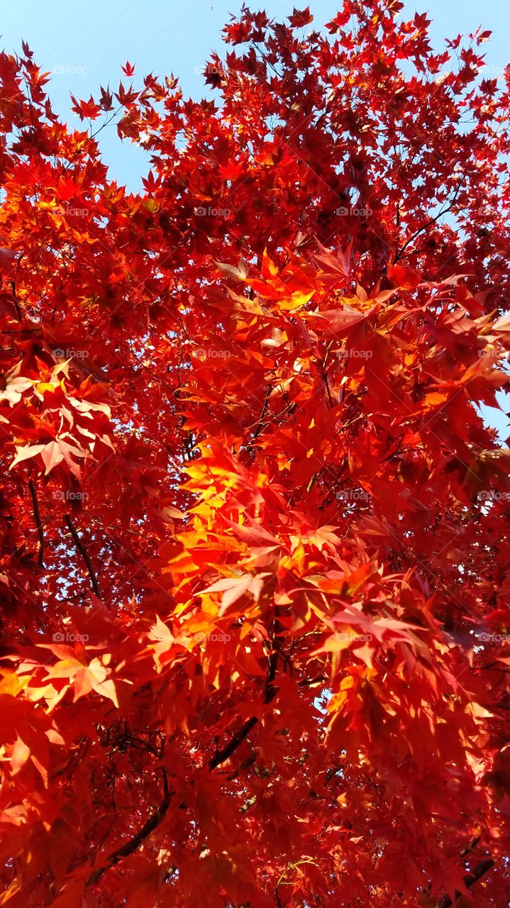 Fall Orange Red Maple