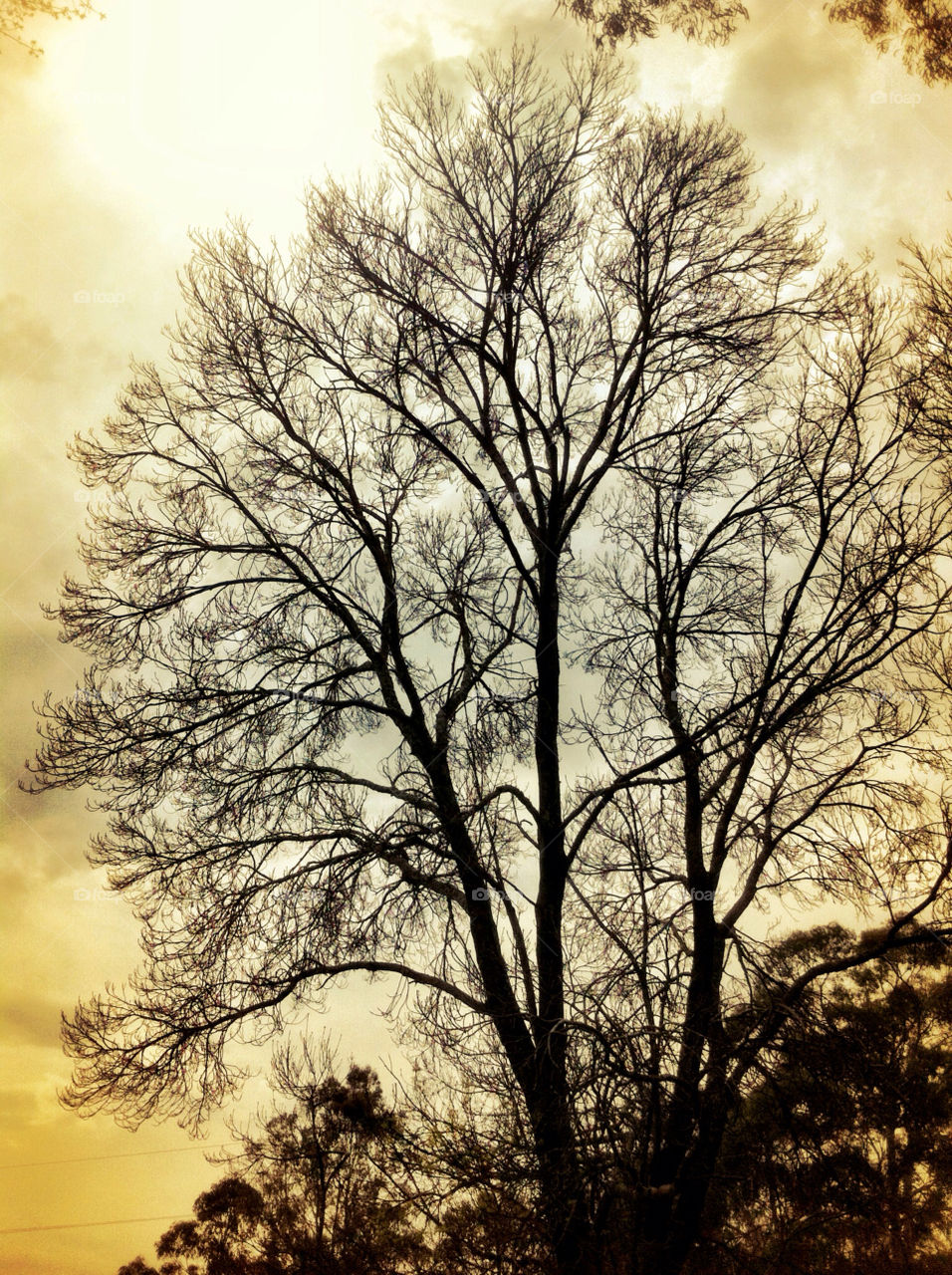 Silhouette tree 