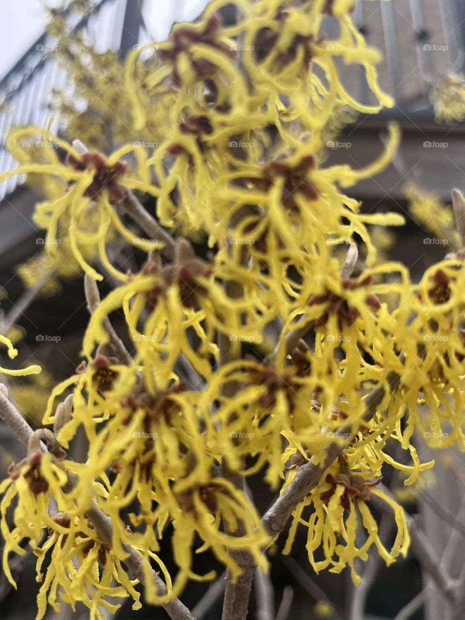 Hamamelis mollis