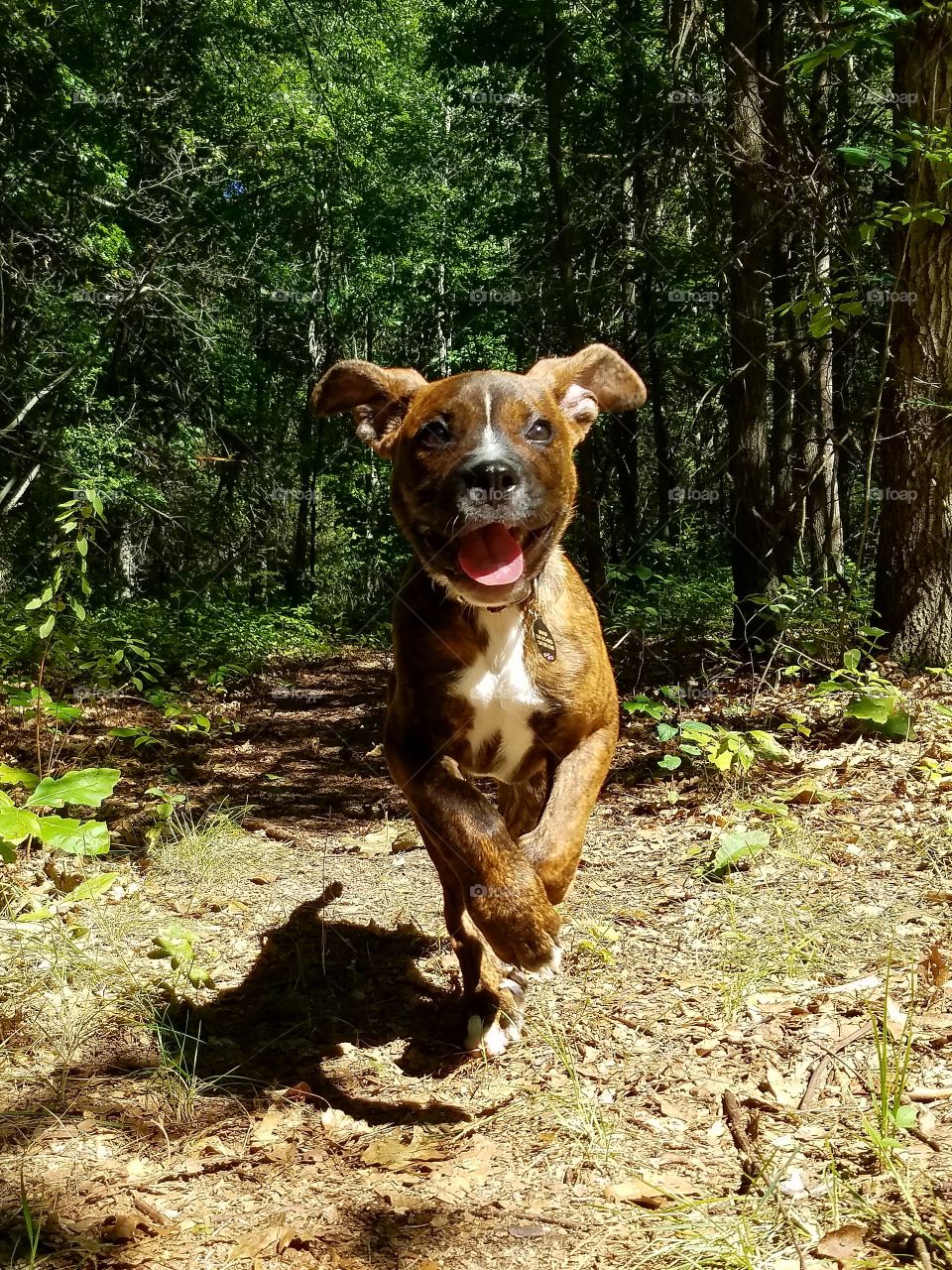puppy happy jump run woods forest