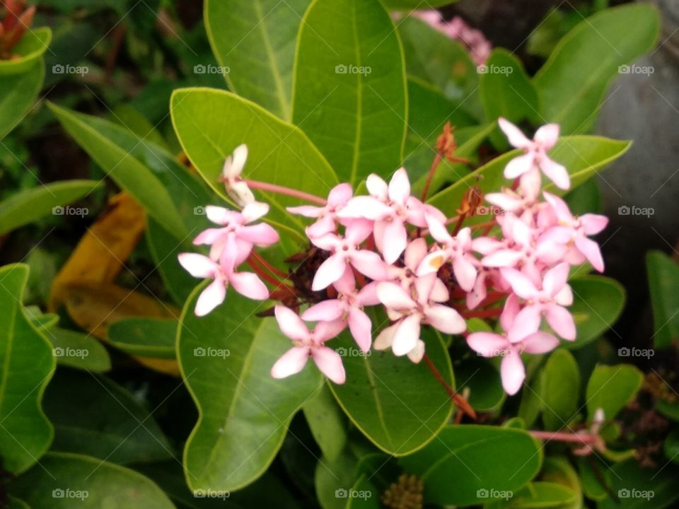 The  Small Pink Flower In The Green