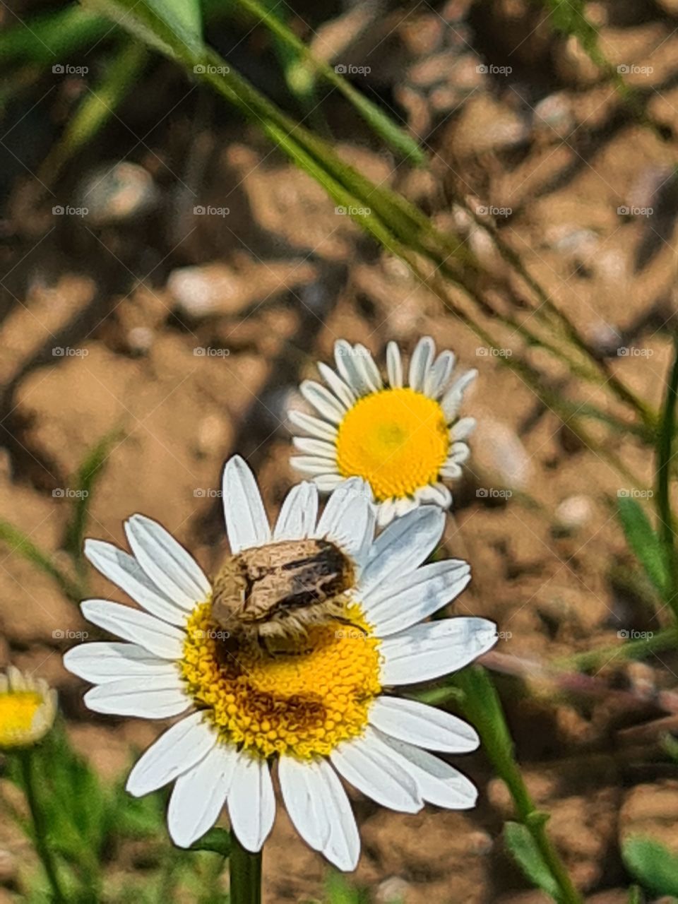 Countryside flowers