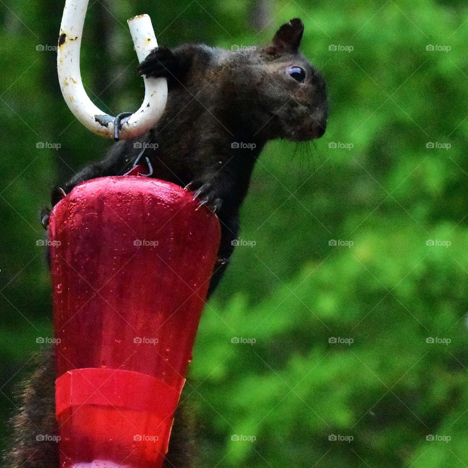 Squirrel on a feeder.