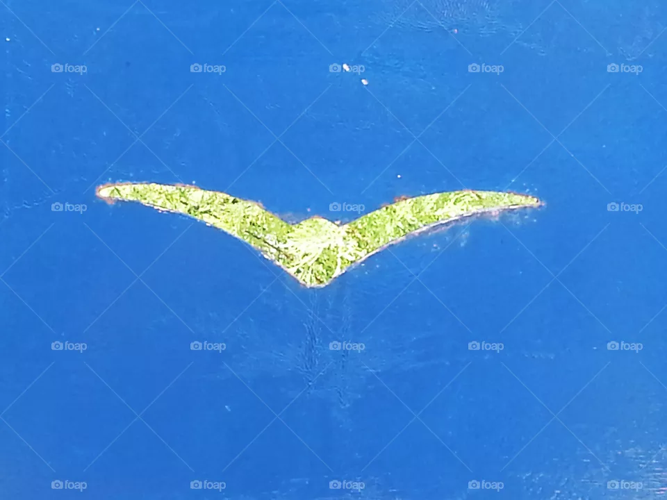 seagull