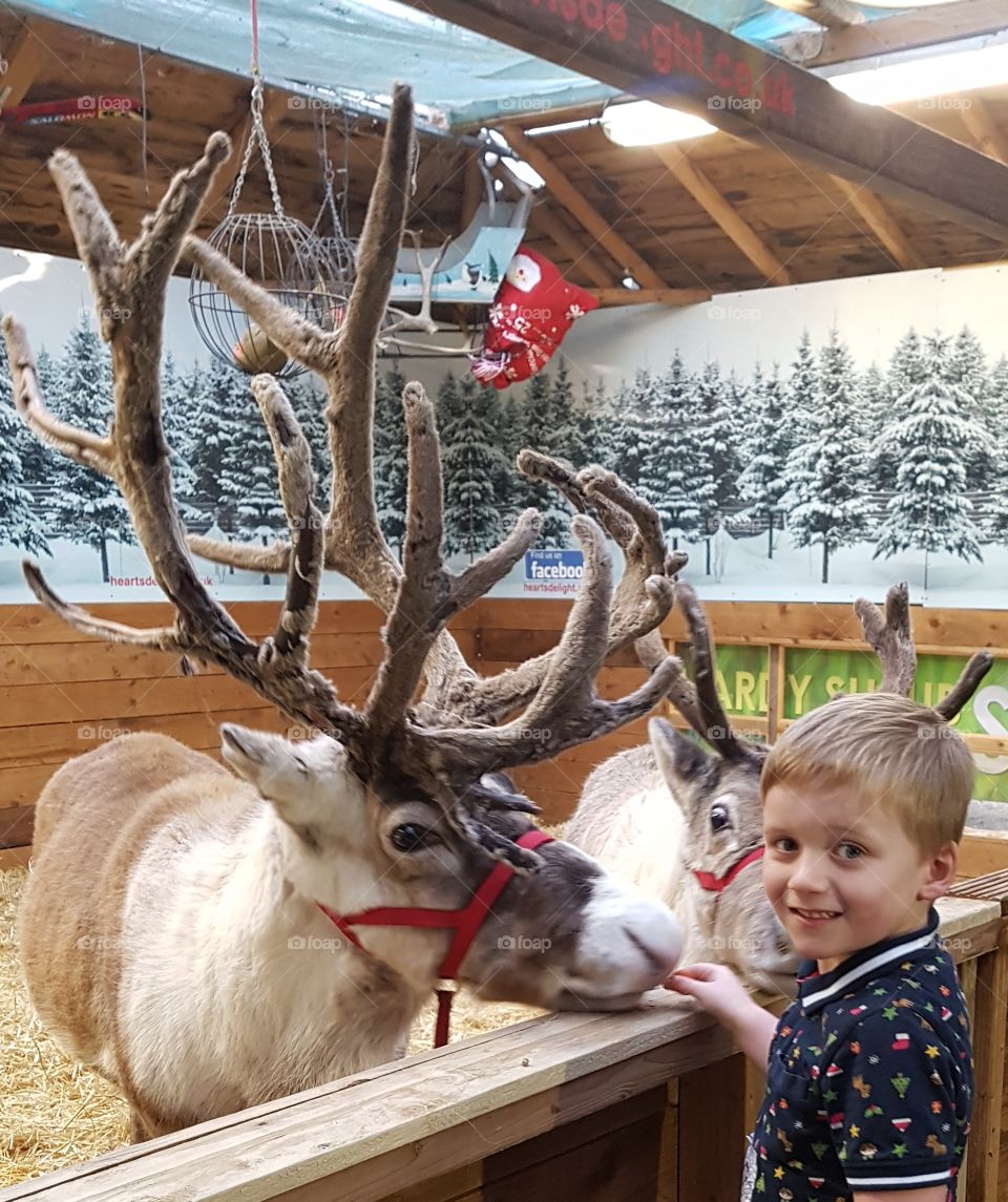 happy child meeting reindeer