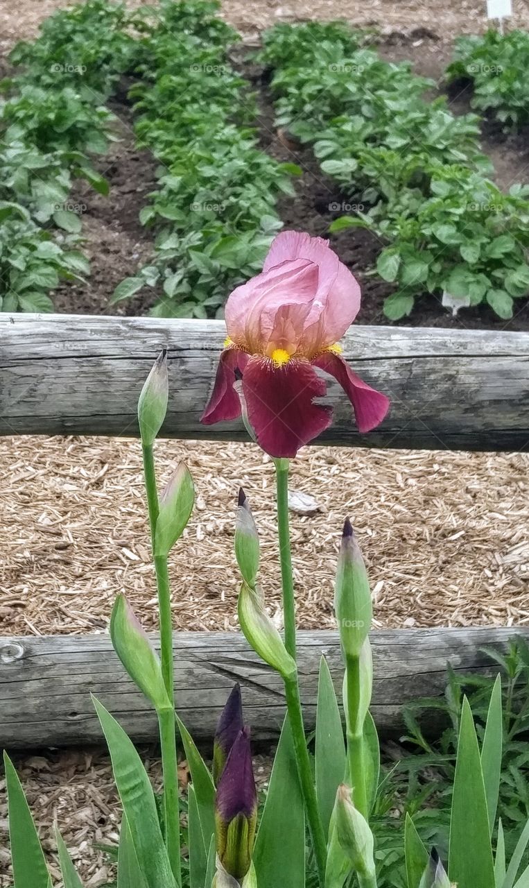 Iris in a community garden