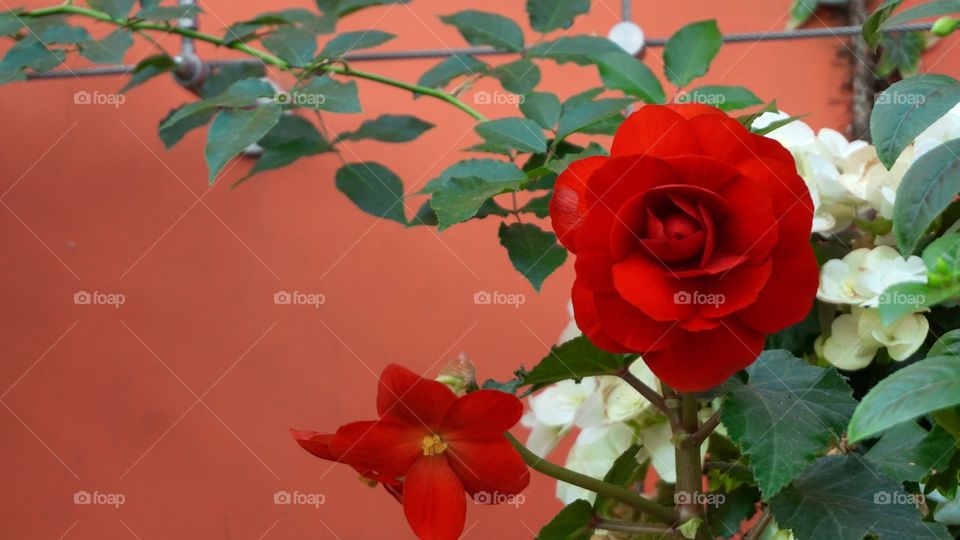 Red rose red wall
