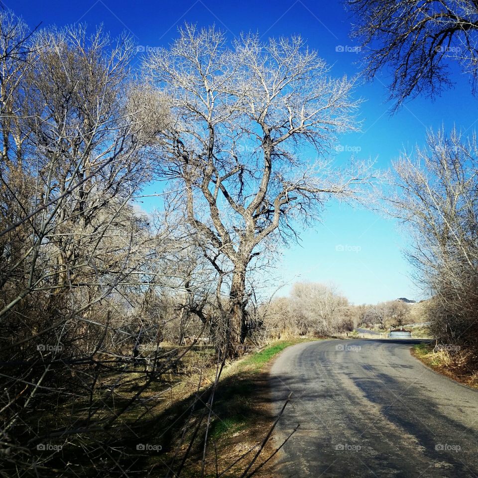 Tree, Road, Landscape, Winter, Guidance