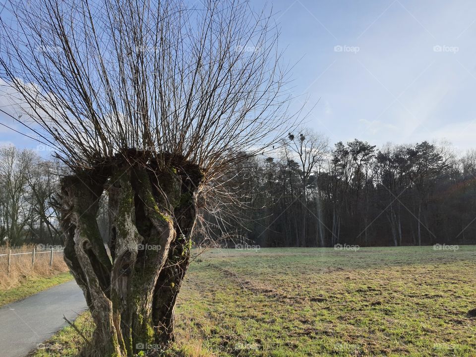 Weidenbaum am Wiesenrand