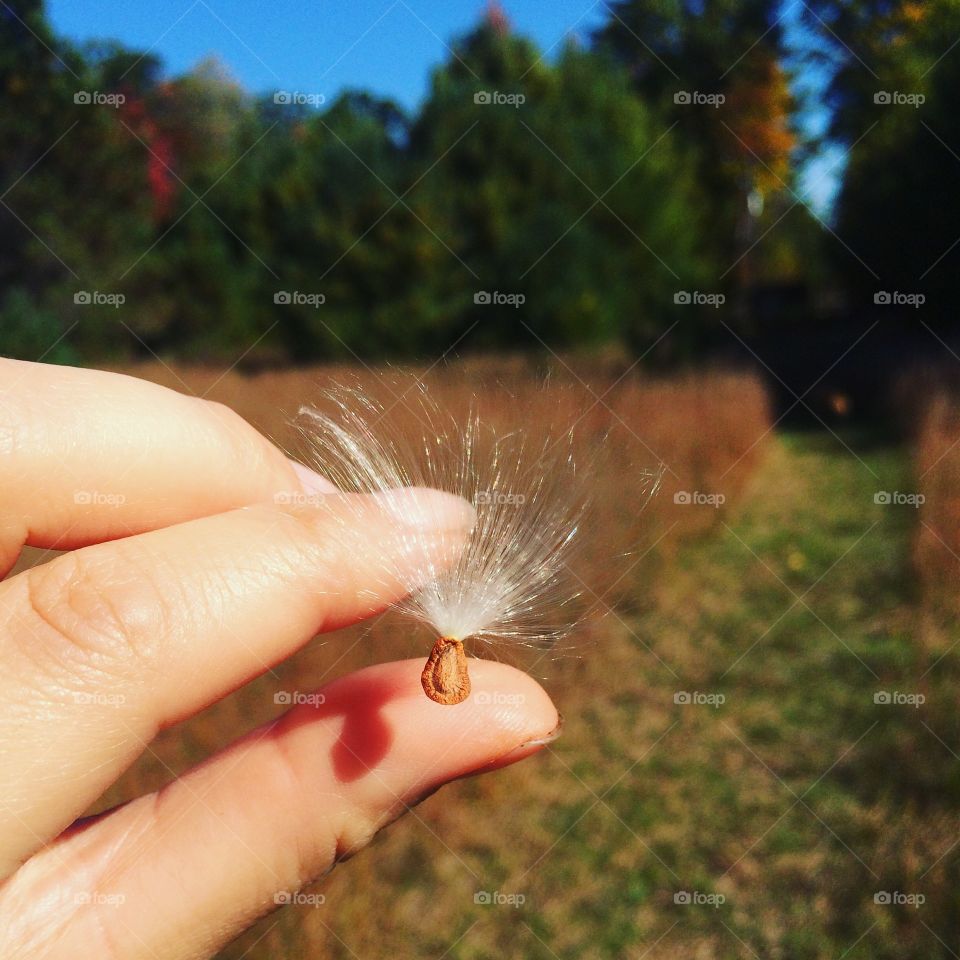 Milkweed seed capture