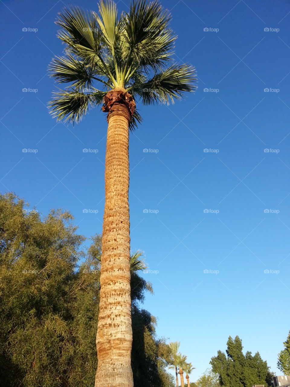 Tall Palm