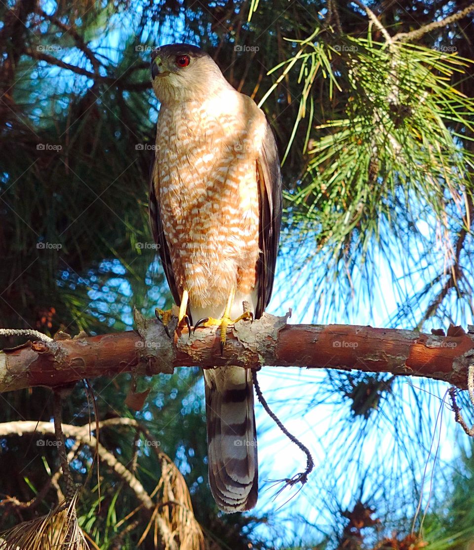 Red-Shouldered Hawk