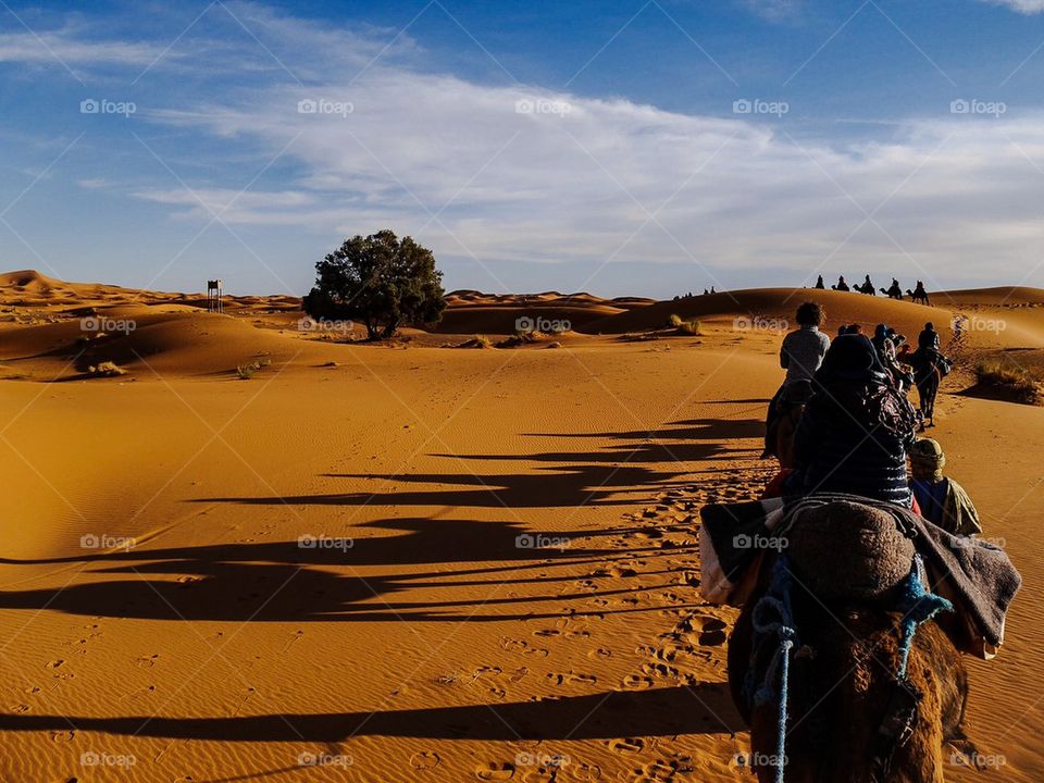 Camels in the desert