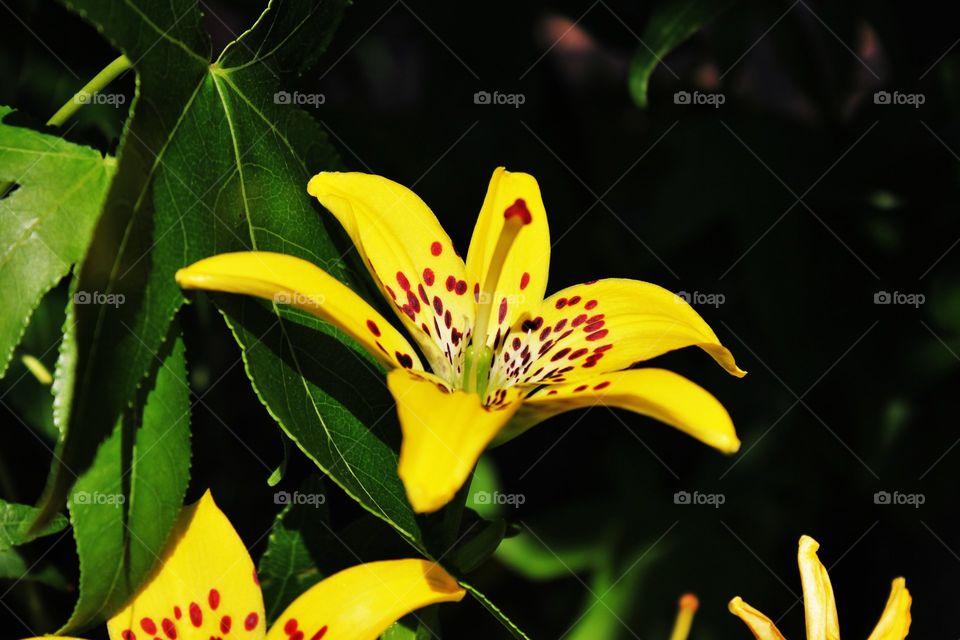 A beautiful tiger lily 