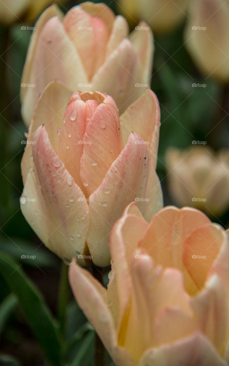 Tulips and water droplets 