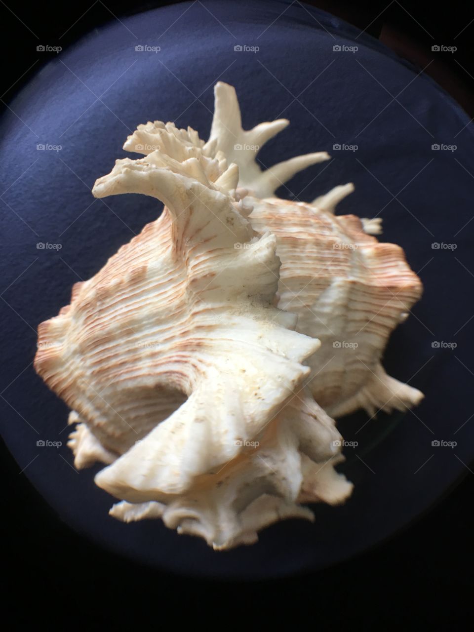 Fisheye view of seashell 