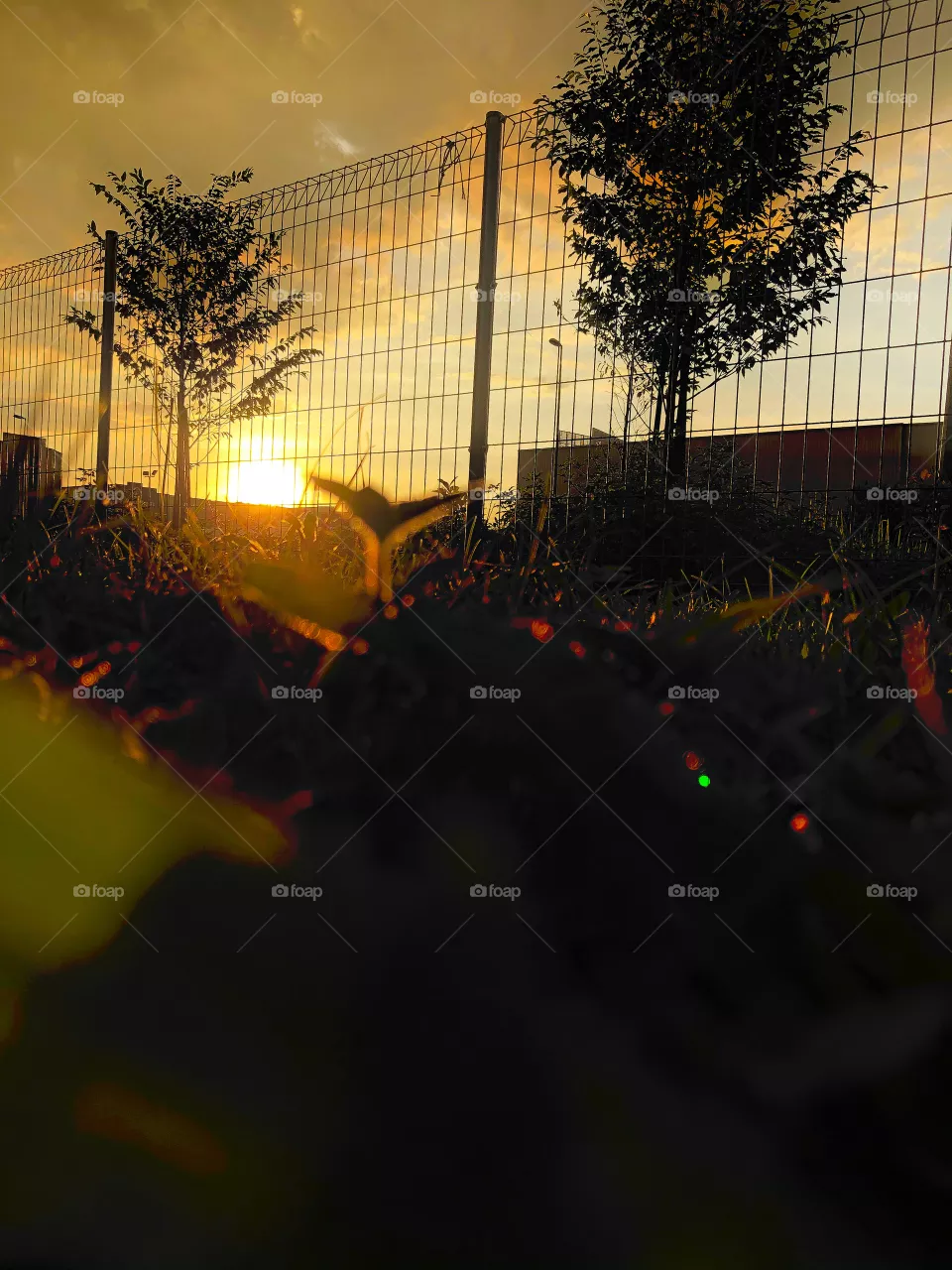 Yellow Sunset 