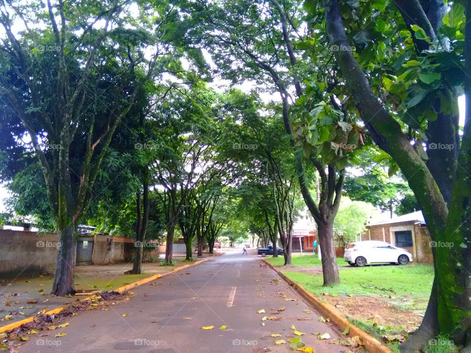 "Rua arborizada"
Uma das características mais marcantes da cidade de Dourados é este contraste entre a natureza e a construção civil.