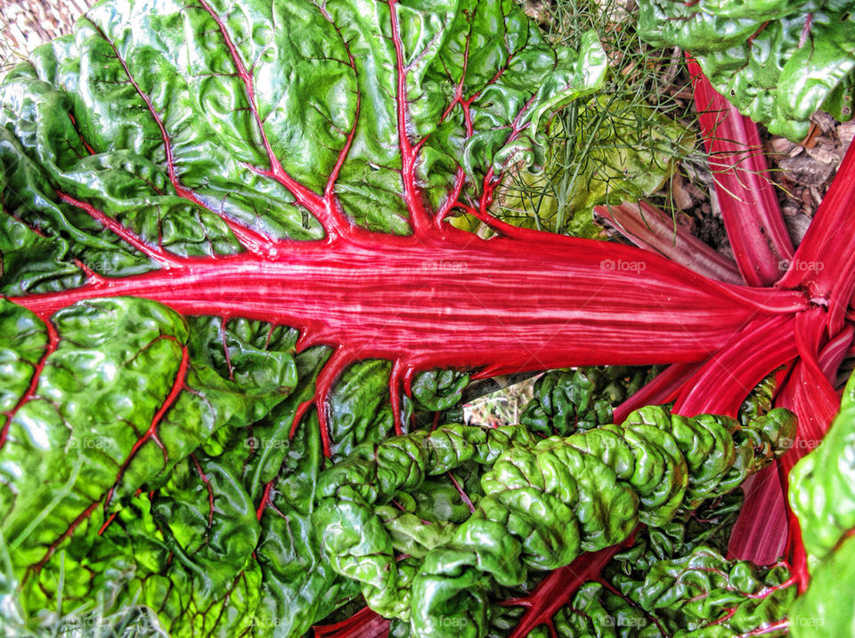 green leaves vegetable chard by chris7ben