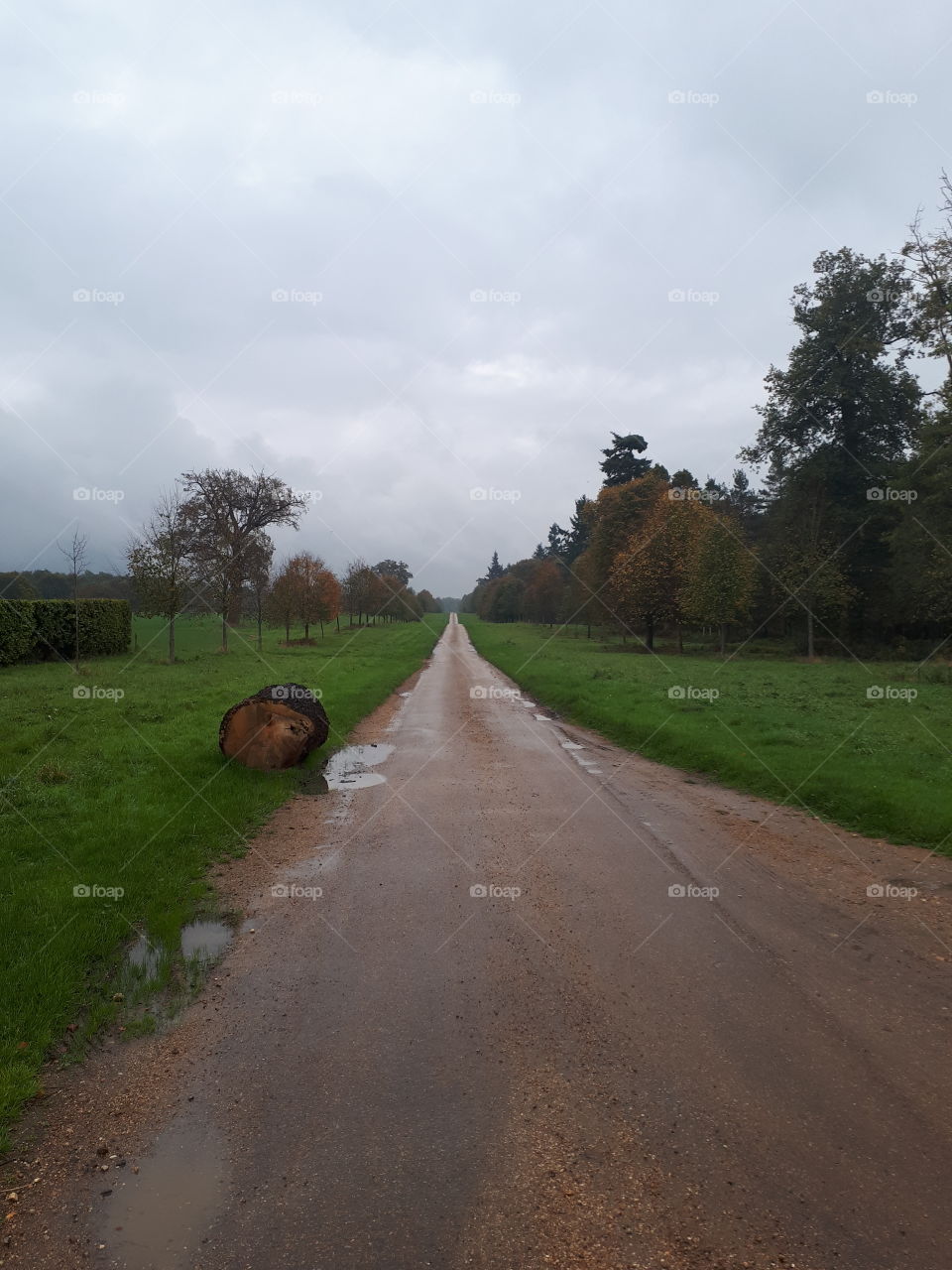 Road, No Person, Landscape, Tree, Outdoors