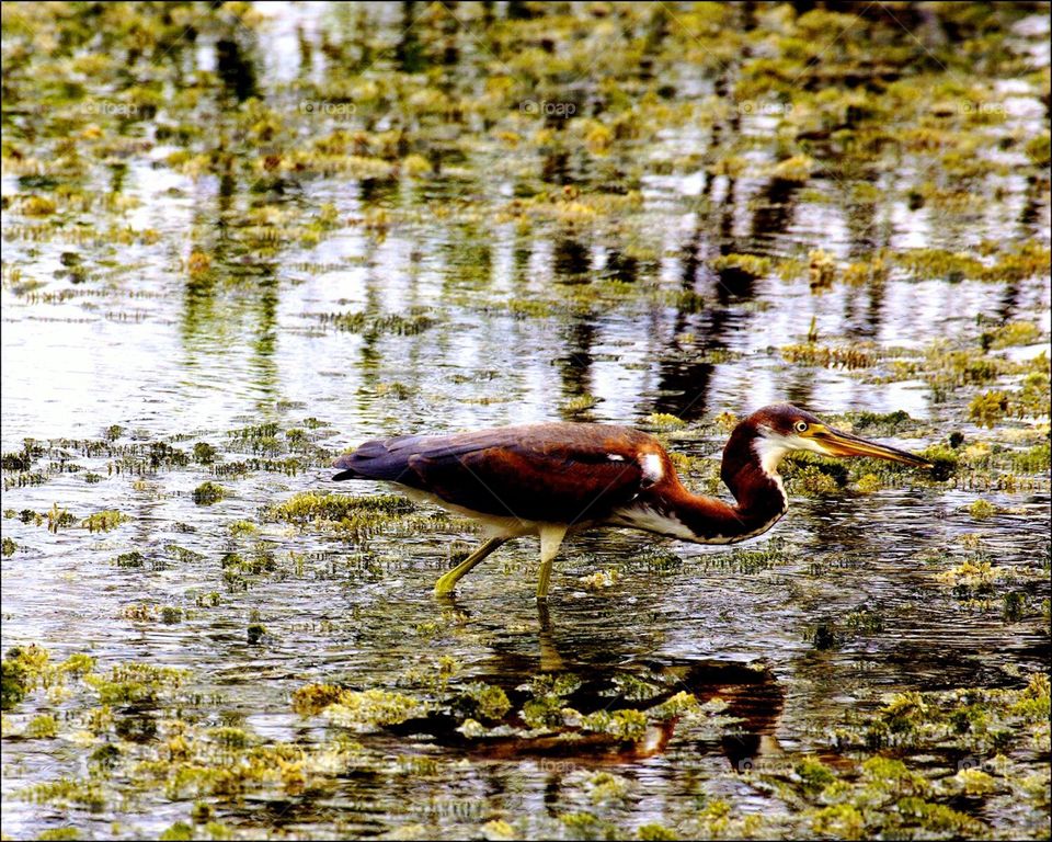 Tricolored heron in wetlands. Tricolored heron in wetlands