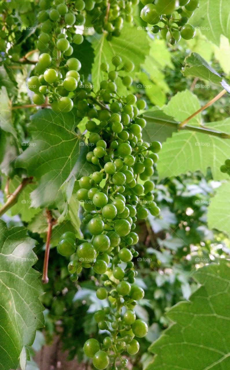 Green grapes of the new harvest in the garden 🍇🍇🍇