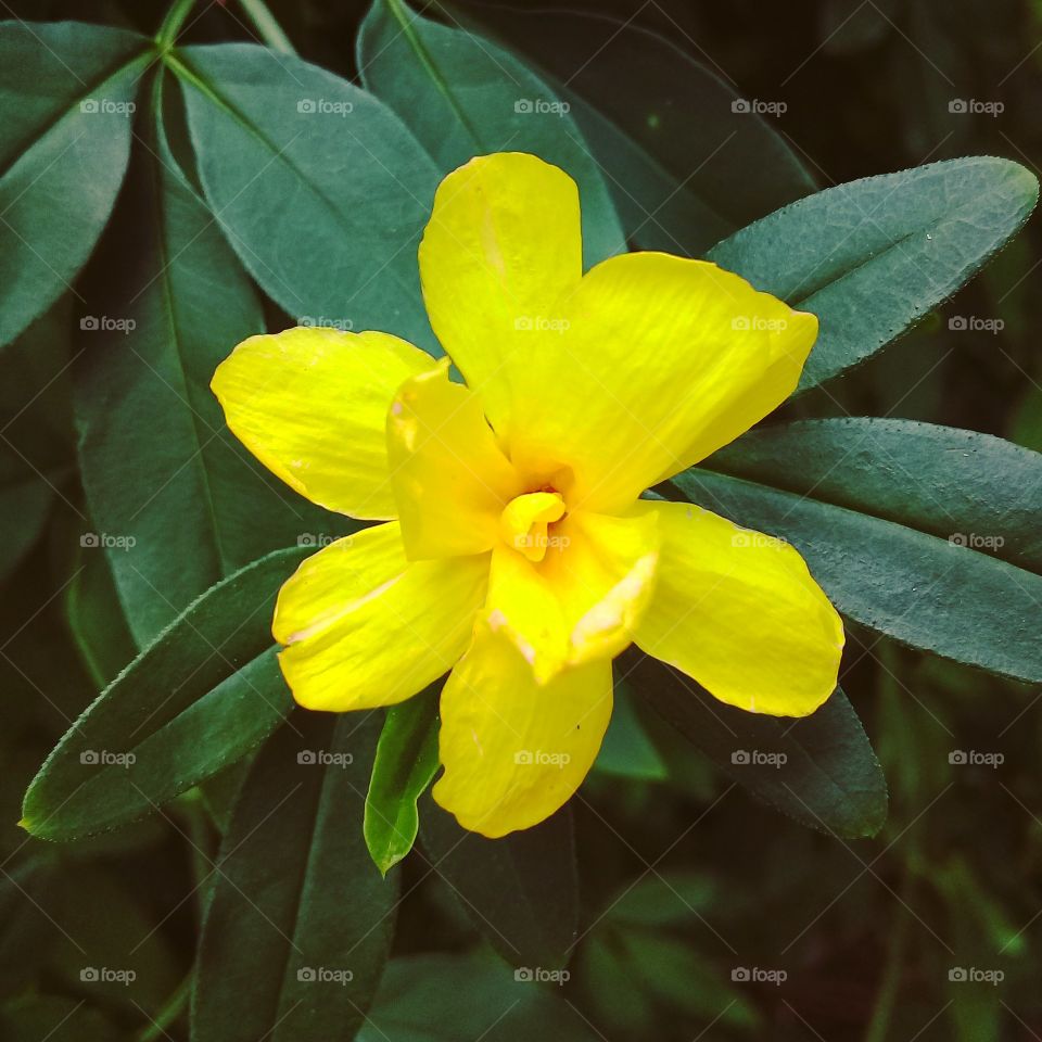 #Flores maravilhosas e graciosas colorindo e inspirando nossa 6a feira.
Ótimo dia para todos!
🌻
#Natureza #Paisagem #Fotografia #Flowers #Inspiration #Pictureoftheday