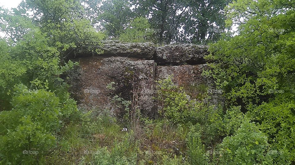 beetle bug hill. it just rained and i watched this beetle heading for high ground