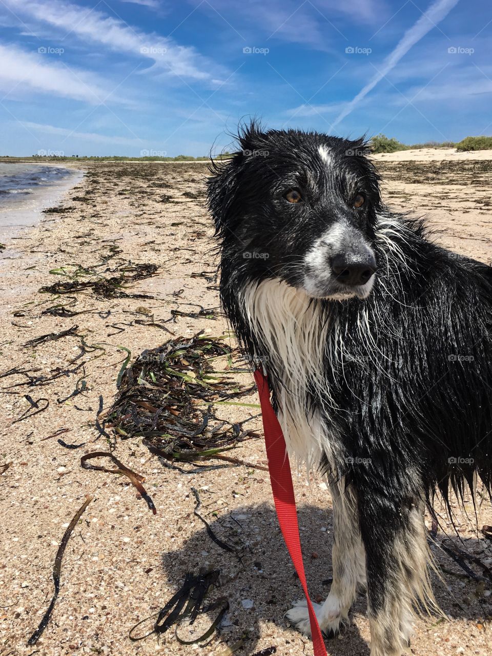 Coming back to heel on beach walk; border collie sheepdog at ocean on red leash 