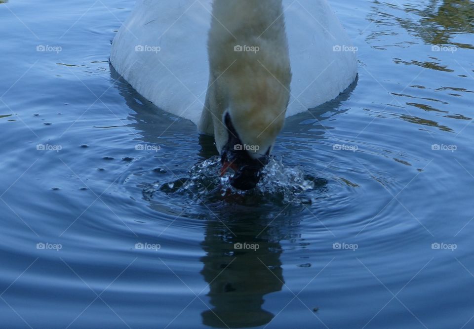 Swan blowing bubbles close up