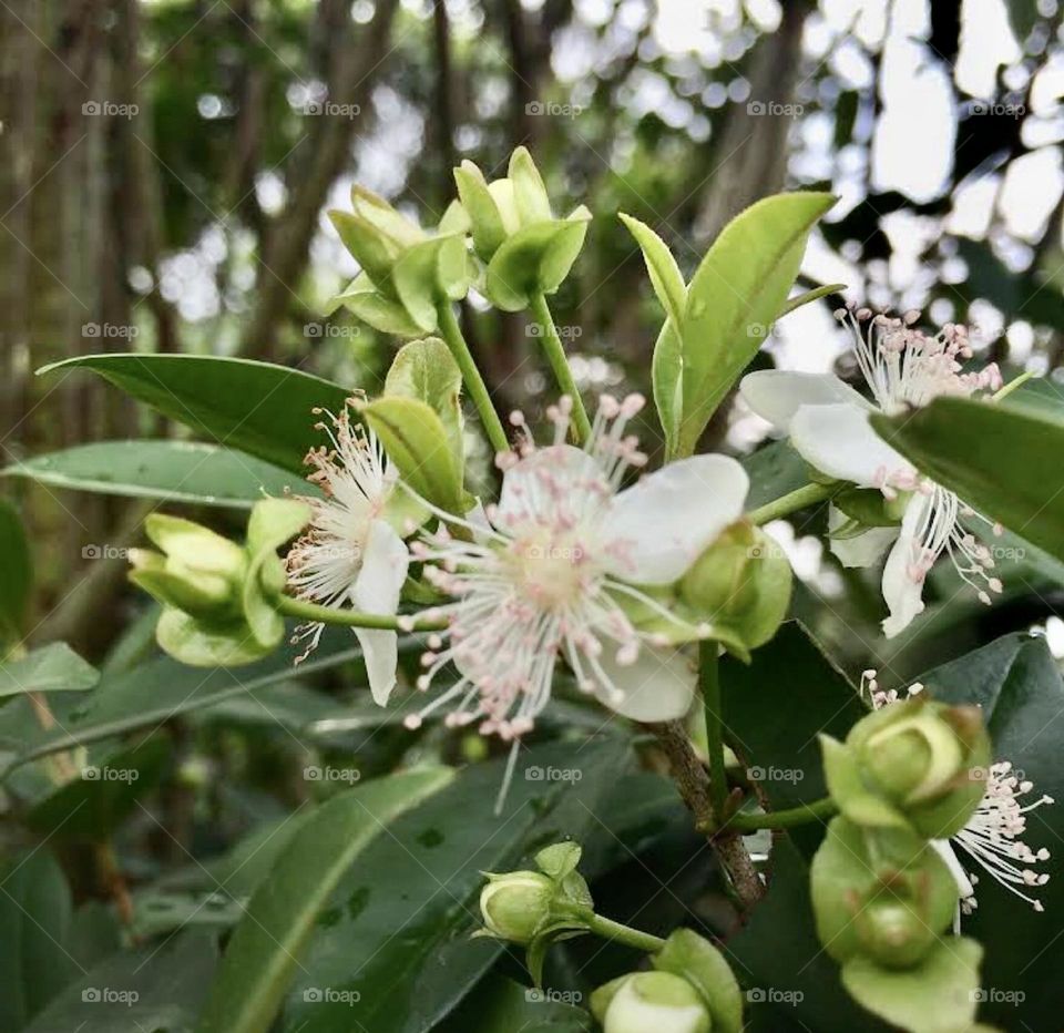 🌹 🇺🇸 Very beautiful flowers to brighten our day.  Live nature and its beauty. Did you like the delicate petals? / 🇧🇷 Flores muito bonitas para alegrar nosso dia. Viva a natureza e sua beleza. Gostaram das pétalas delicadas? 