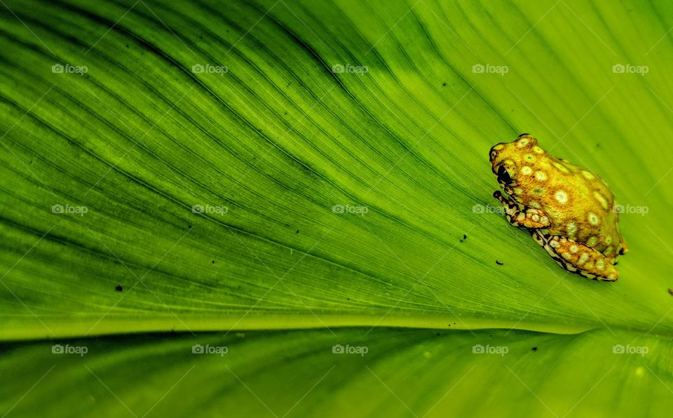 Leaf, Growth, Flora, Rain, Dew