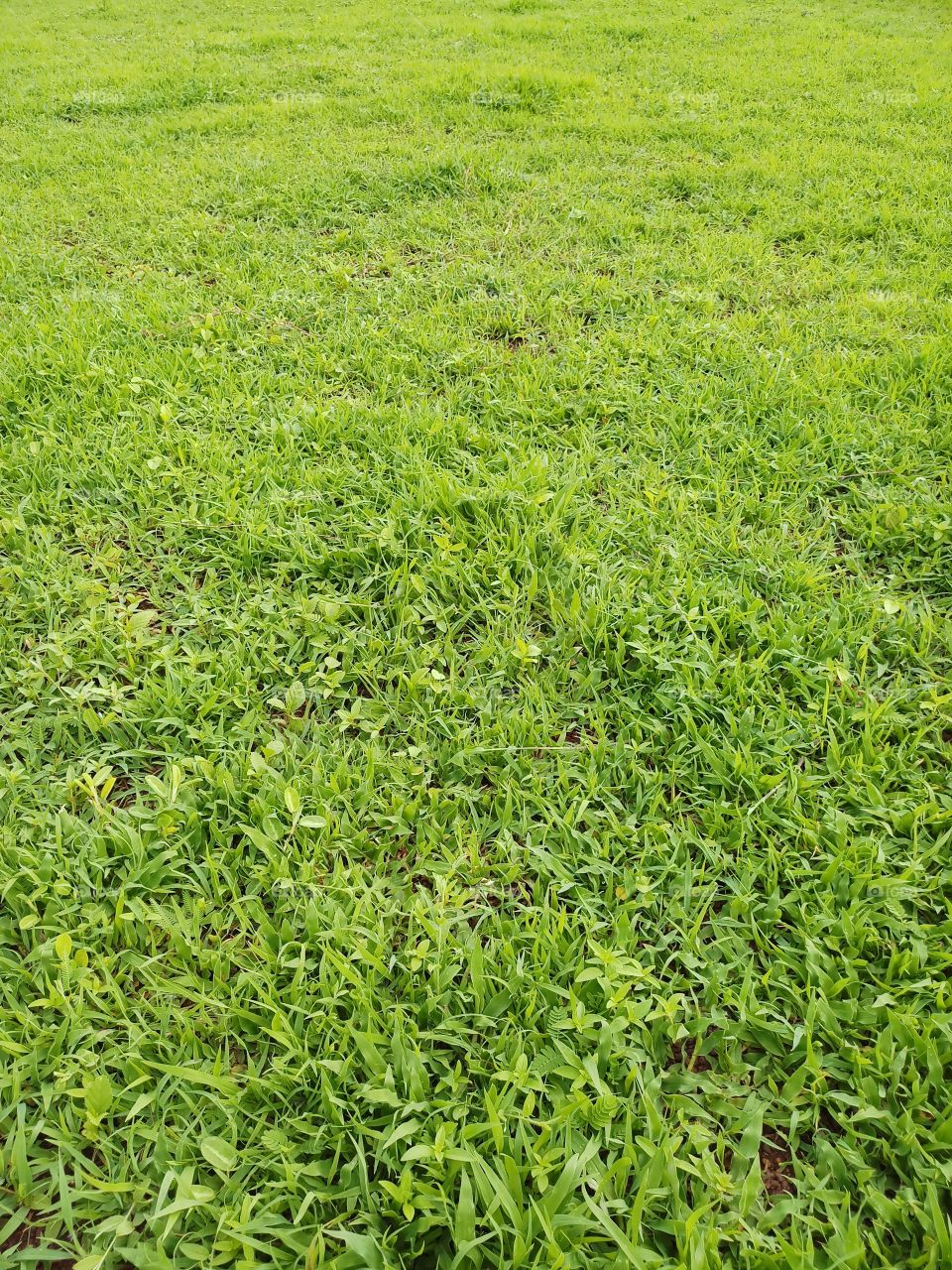 BBB. wow.. it's Green & grass land... looking so good ... greenfull view's....