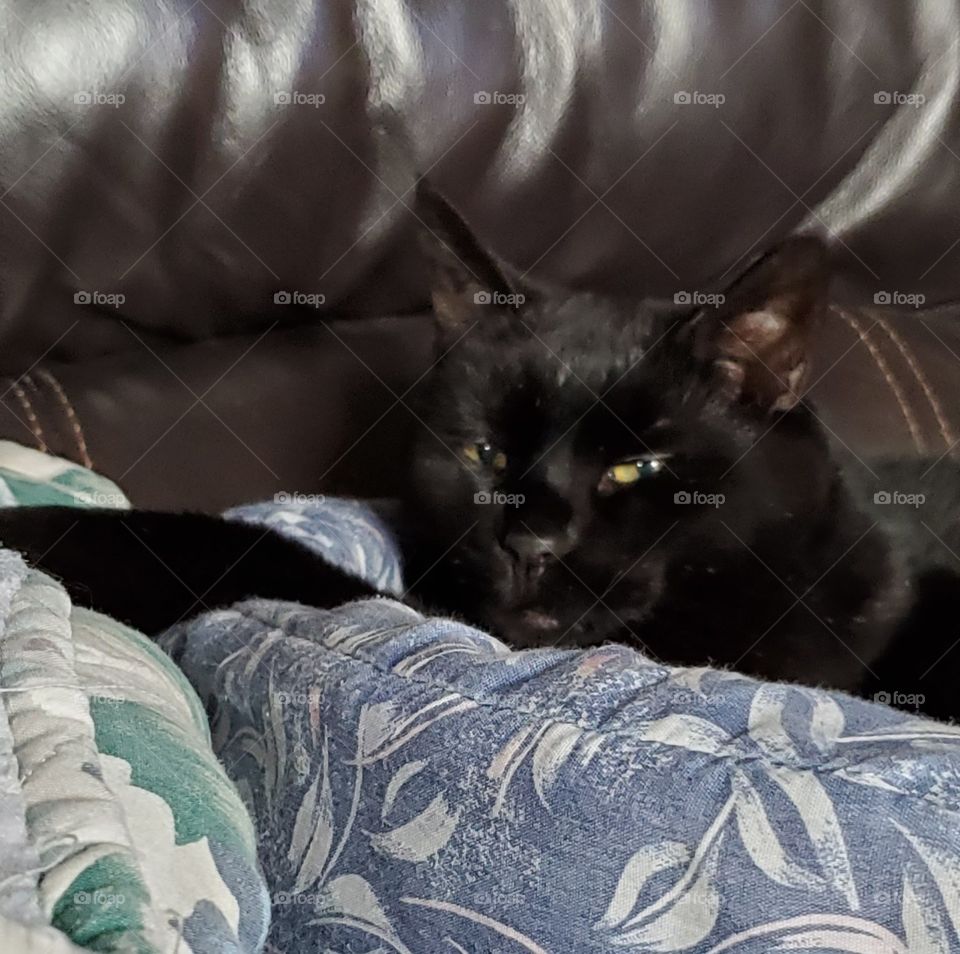 Black cat in its bed on couch half asleep. Cats eyes half closed lounging in couch bed, just head sticking out.