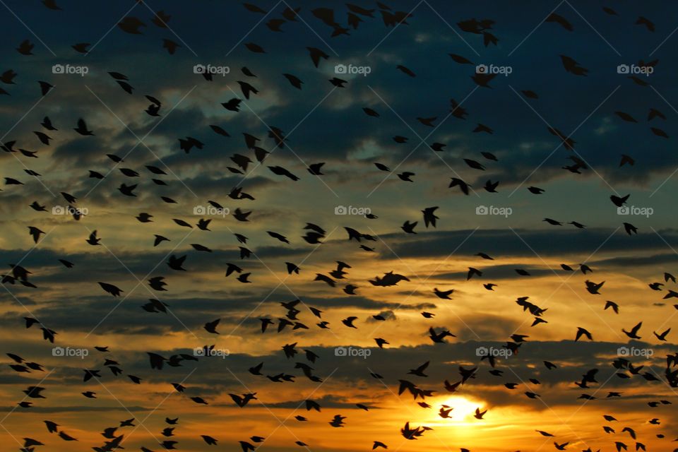 Birds In The Sky