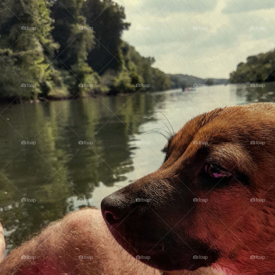 Whiskey River. My 4 month old boxer/lab Whiskey tubing down the Chatahoochee River
