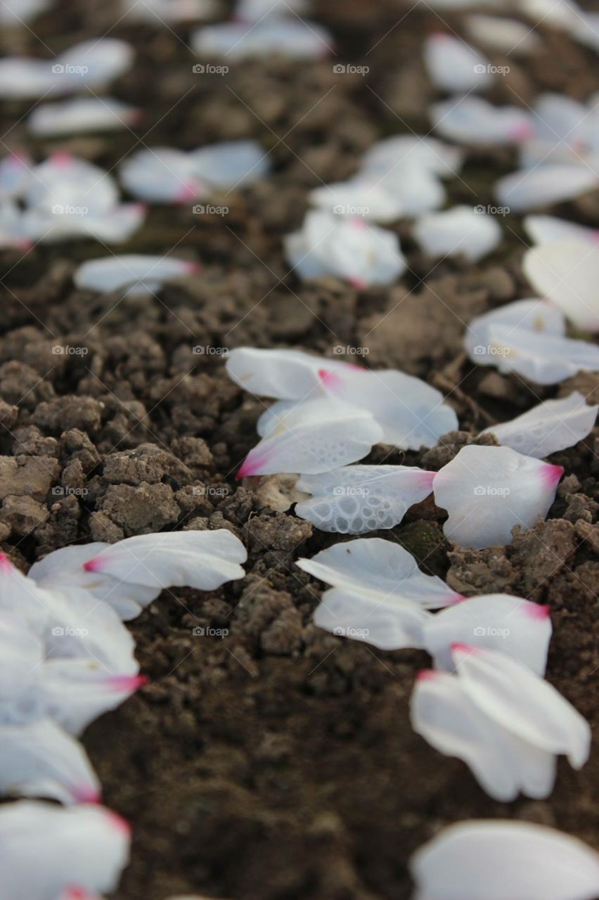Wet white almond petals on textured ground