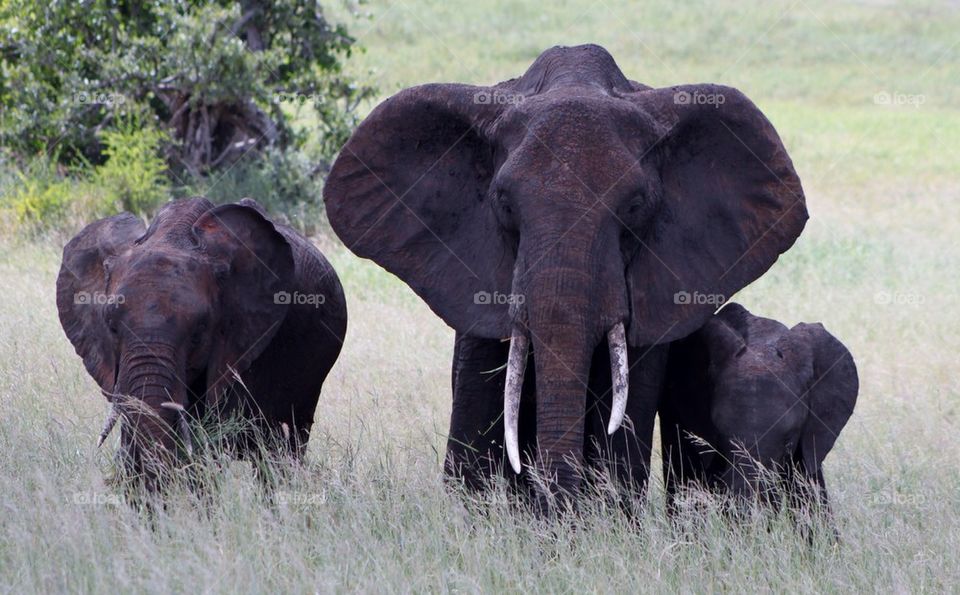 Family of elephant