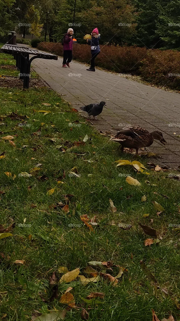 duck dinner