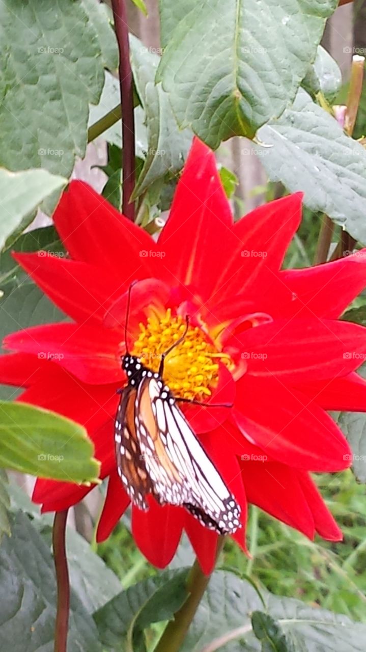 Butterfly in red flowers