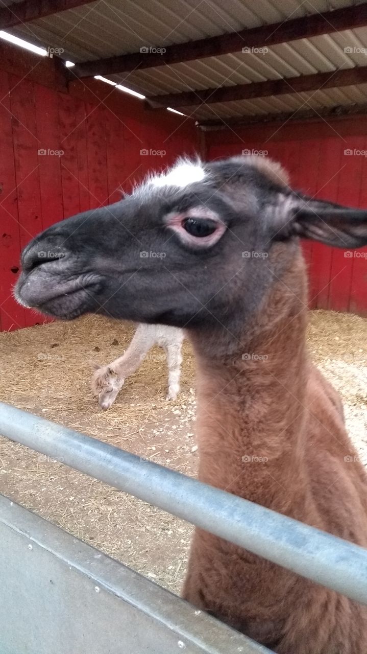 alpaca at the farm