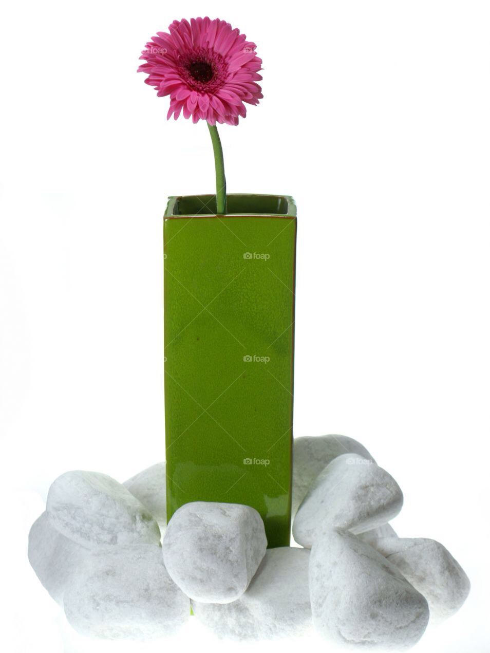 pink flower barbeton daisy summer by Titania