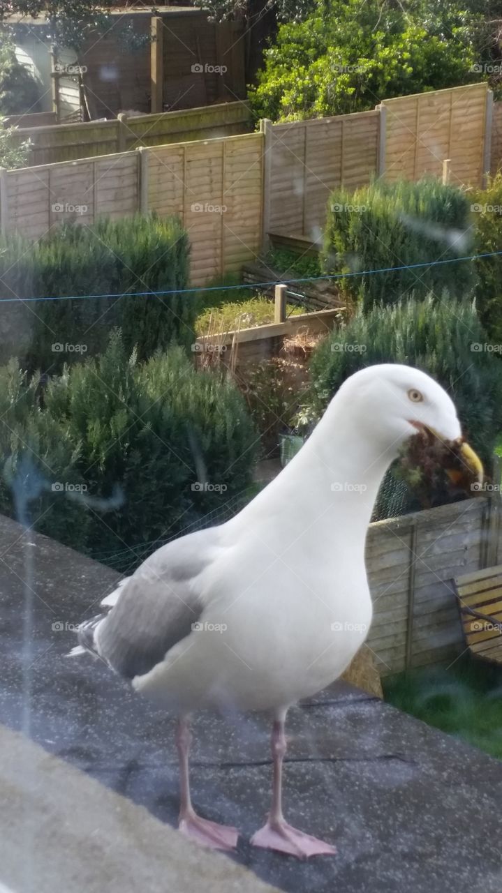 Bird, Nature, No Person, Outdoors, Animal