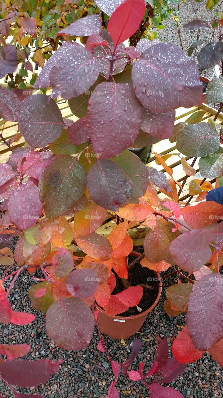Multicoloured leaves