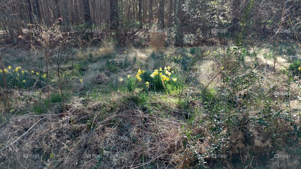 wild daffodils