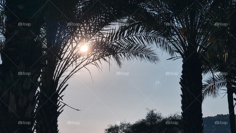 Light through the foliage