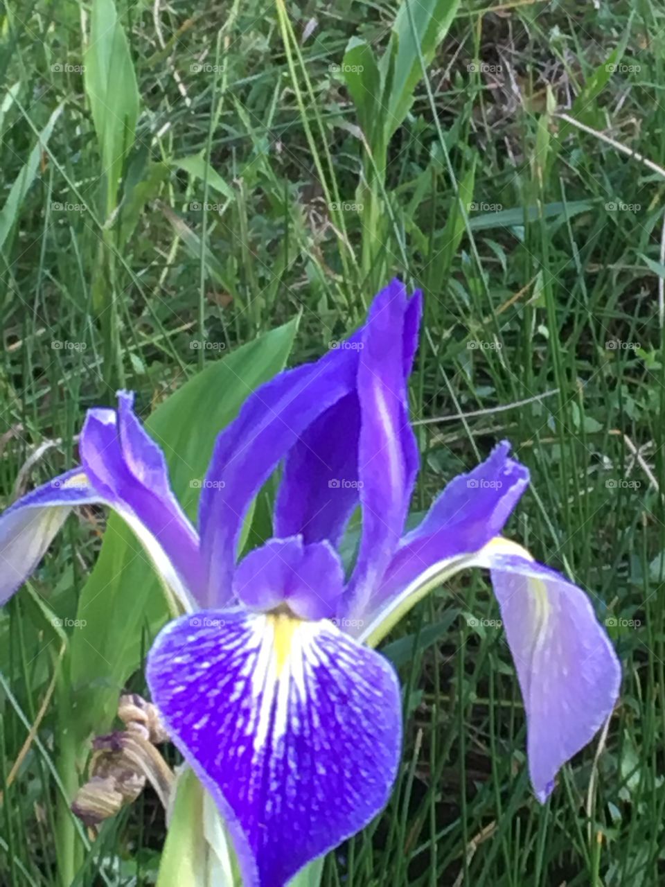 Purple  flower