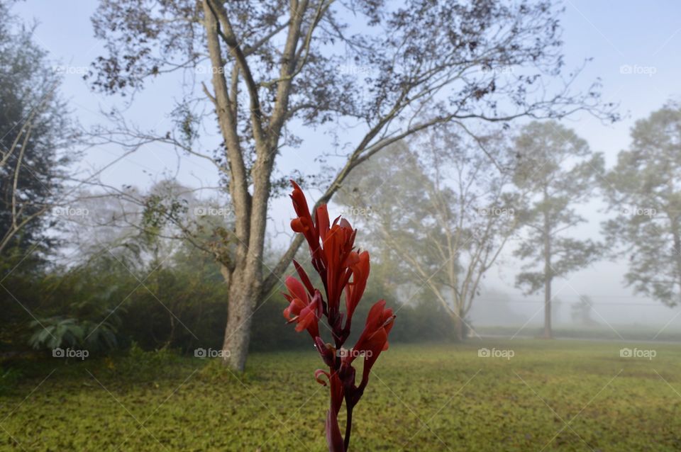 Red bloom on a foggy day