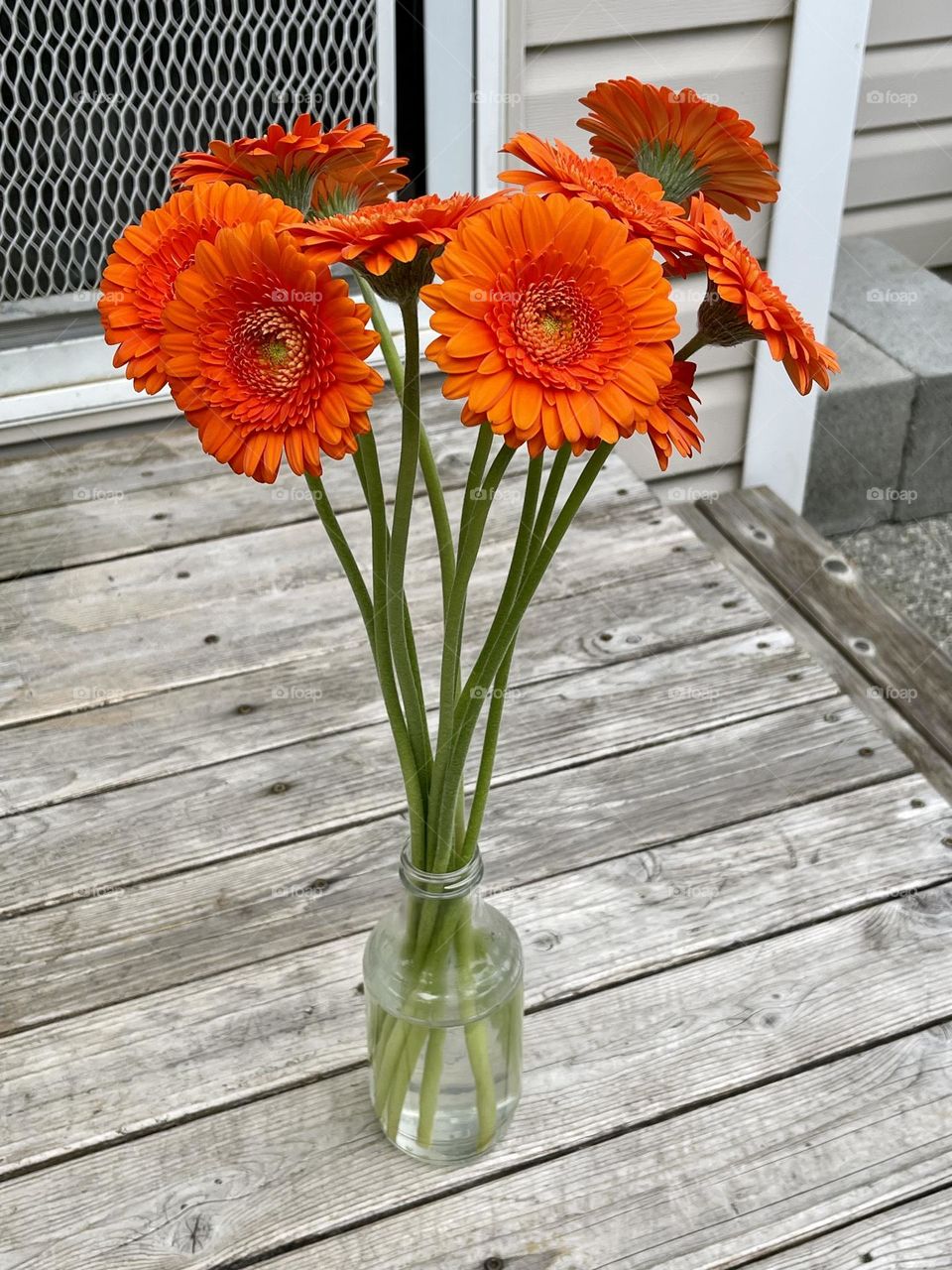 Beautiful orange gerberas in the glass vase